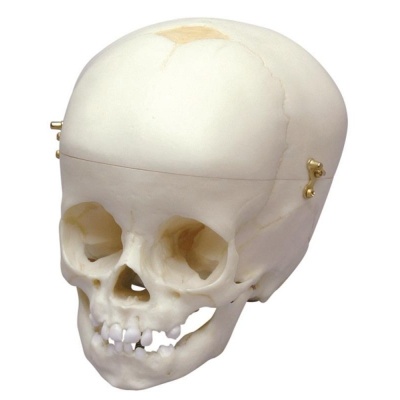 Paediatric Skull 1 Year Old